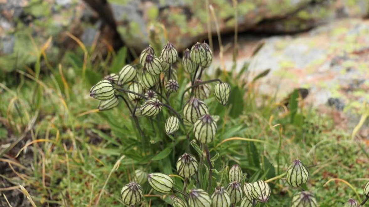 湖北科研人员在新疆博州发现20种植物新记录种