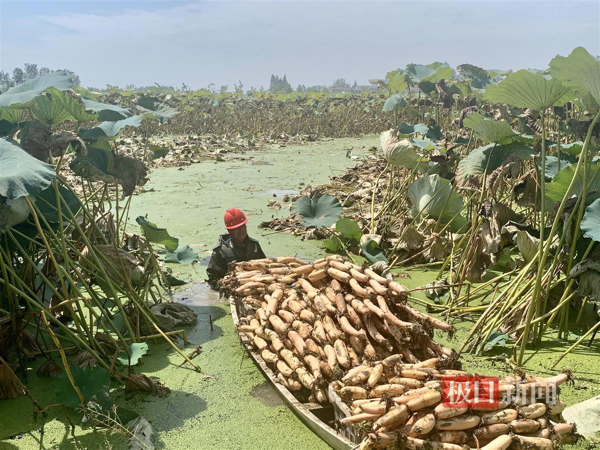 两次被外交部向世界推介你喝过湖北这两种饮料吗？