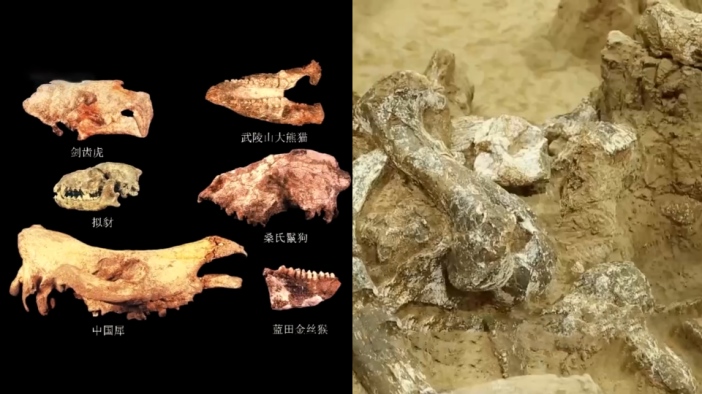 百万年前中国人“食谱”上有剑齿虎