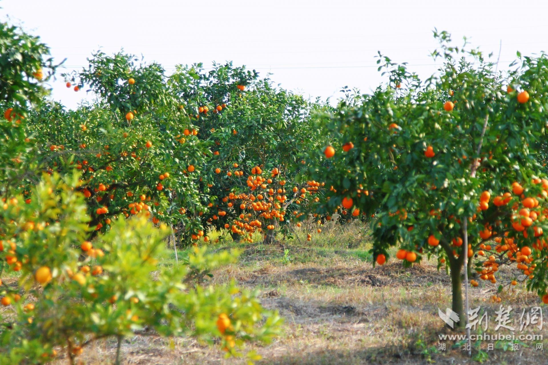 向巷村引进新品种砂糖橘，收入可观，带动村民共同致富。通讯员供图.jpg.jpg