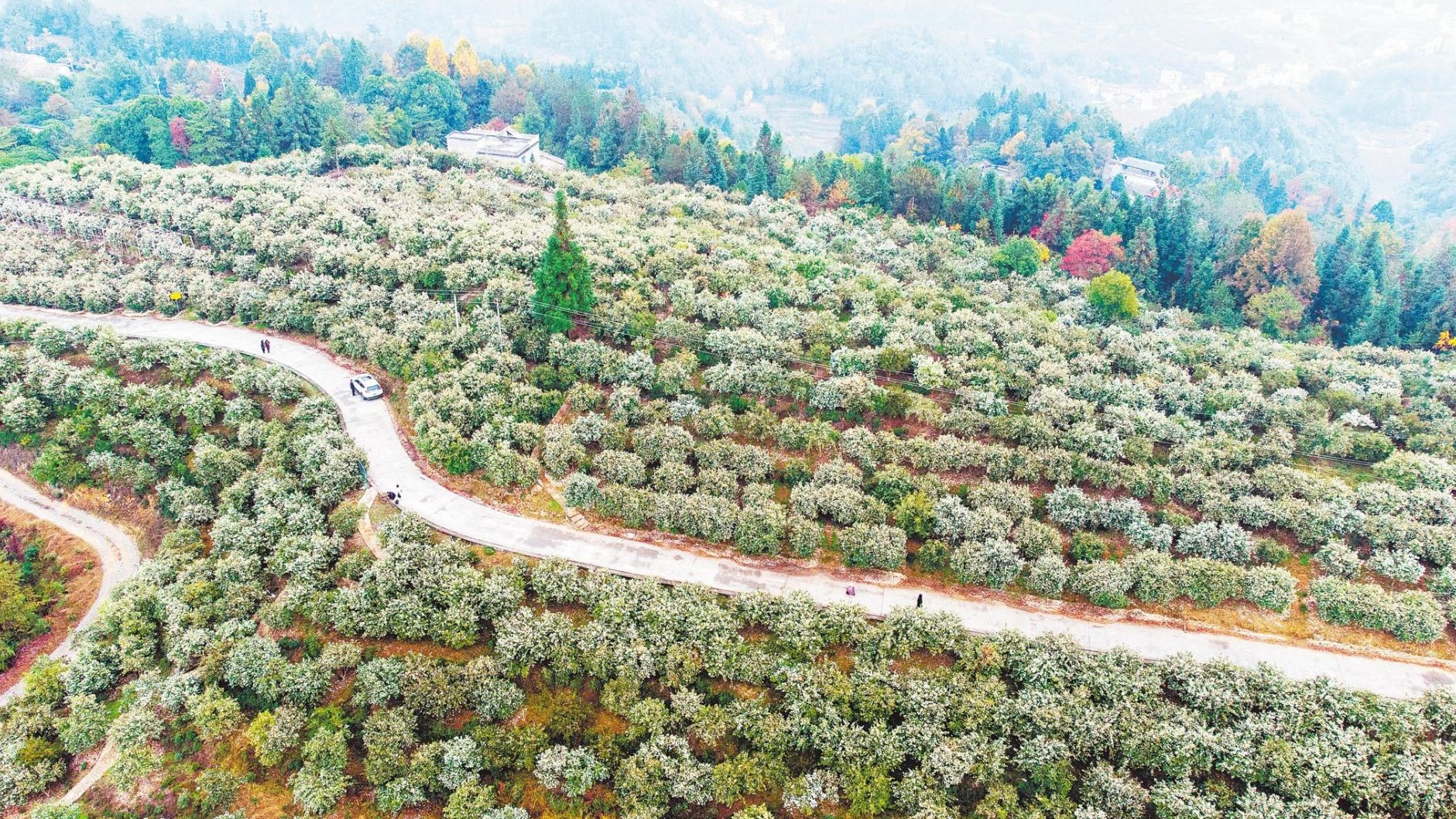 油茶產業綠了山鄉富了百姓