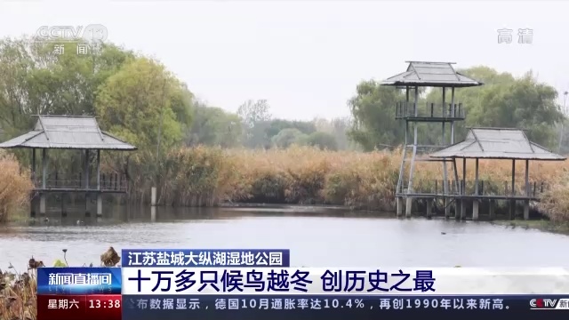 迁徙季迎来大批候鸟 我国珍稀濒危鸟类增多