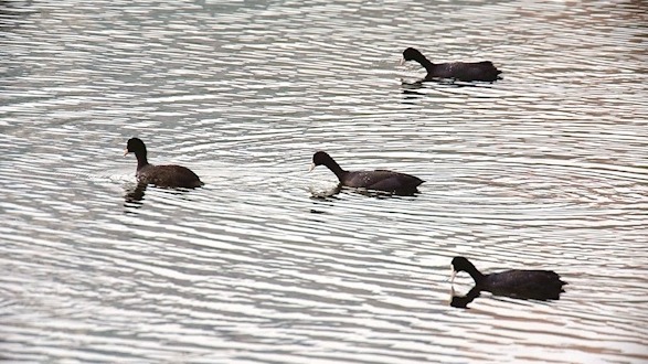 珍禽类“四不像”白骨顶鸡现身竹山