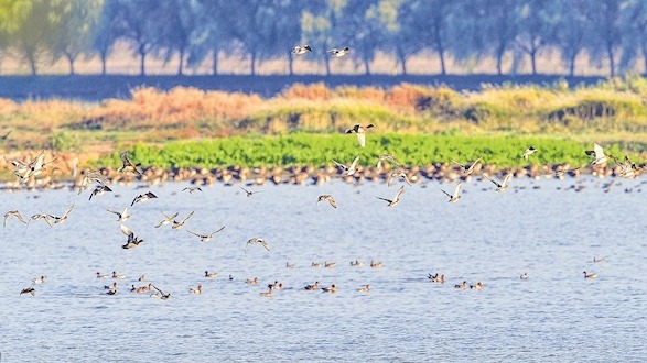 武汉：内陆湿地最丰富的特大城市