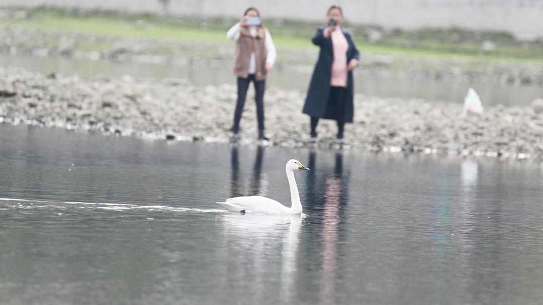 國家二級保護動物白天鵝現身竹山