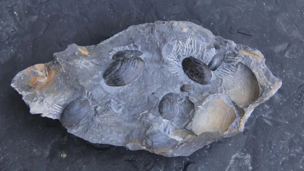 罕見！利川驚現侏羅紀生物化石