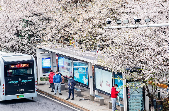 浪漫的“櫻花車站”