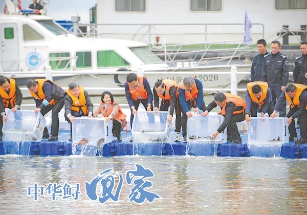 中华鲟等珍稀鱼类放流长江