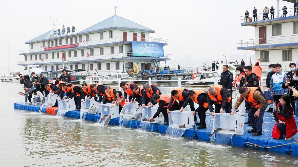 “中华鲟保护日”，6000余尾珍稀鱼类回归长江