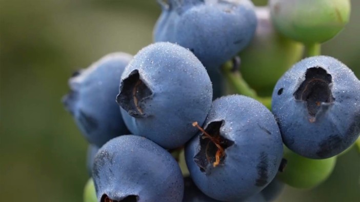 四川大哥用花盆種藍莓 一斤賣到100元！