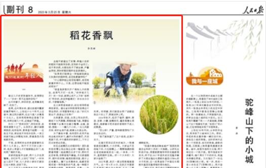 《人民日報》點贊湖北省農科院水稻創新團隊