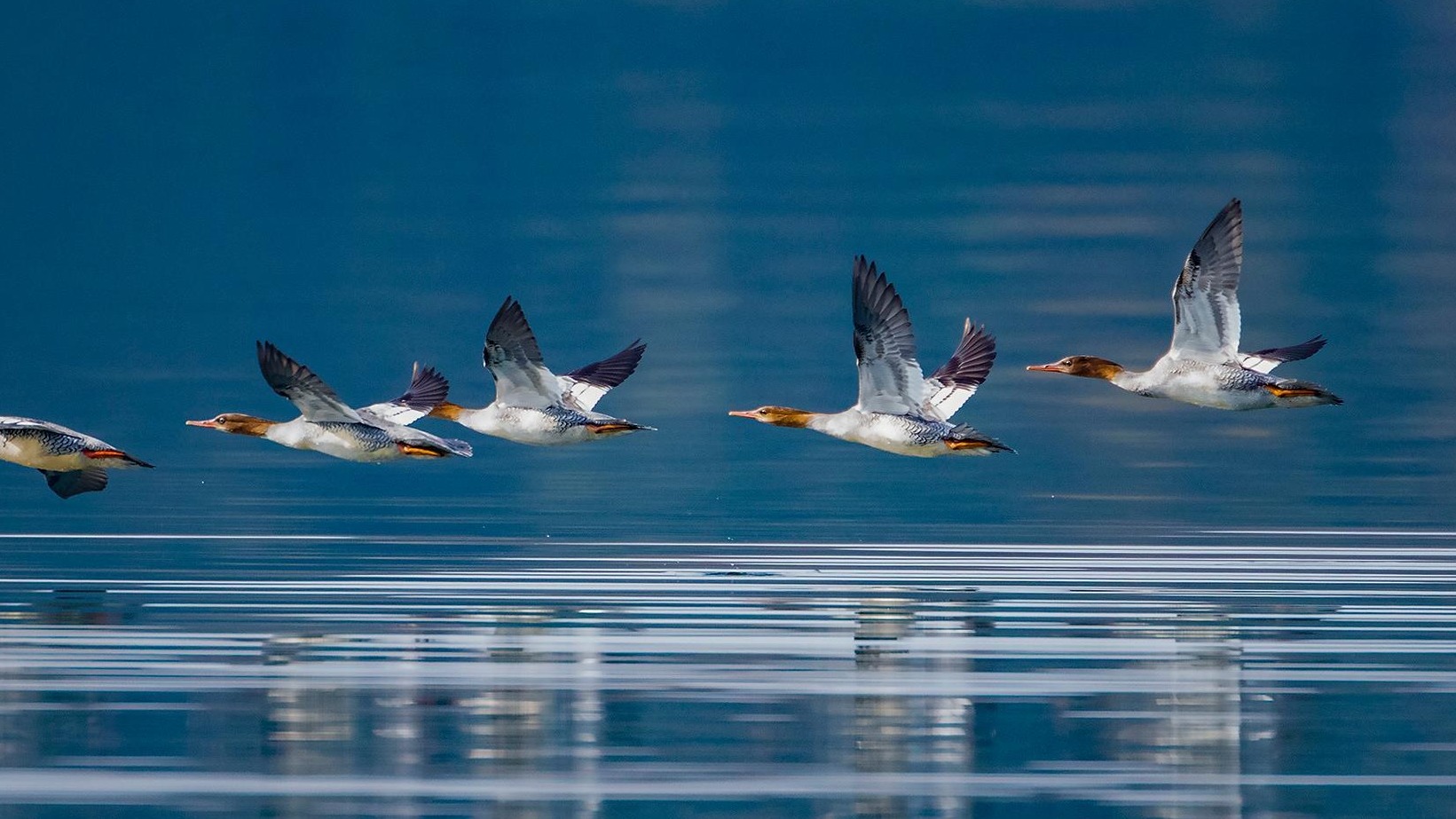 种群数量超百万 湖北越冬水鸟调查成果发布
