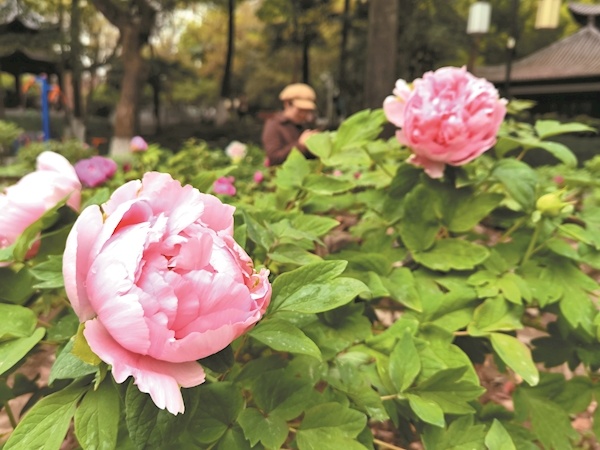 400平方米园区可免费观赏  汉阳公园国色牡丹笑春风