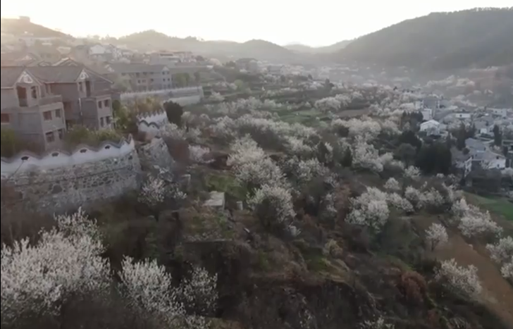 湖北十堰：櫻桃花開春意濃