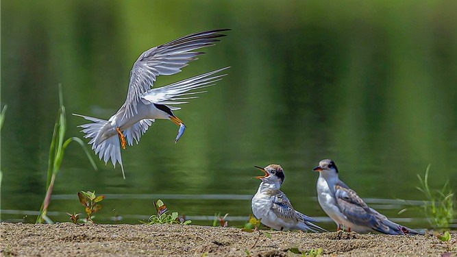 谷城漢江濕地被列為中國重要候鳥遷徙通道