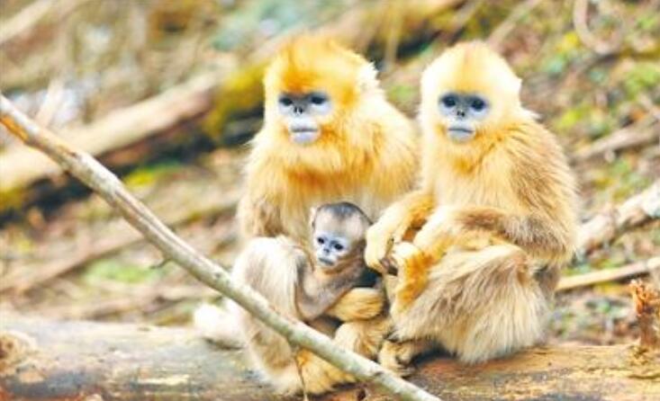 神農架金絲猴基地喜添4只猴寶寶