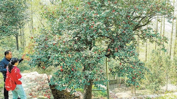 武漢唯一古山茶樹花開3.8萬朵
