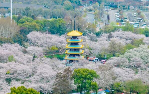 武漢東湖櫻花園4月6日閉園，明天過后明年見！