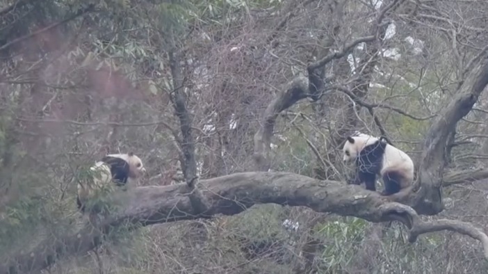 春天到了 熊貓紛紛爬樹了