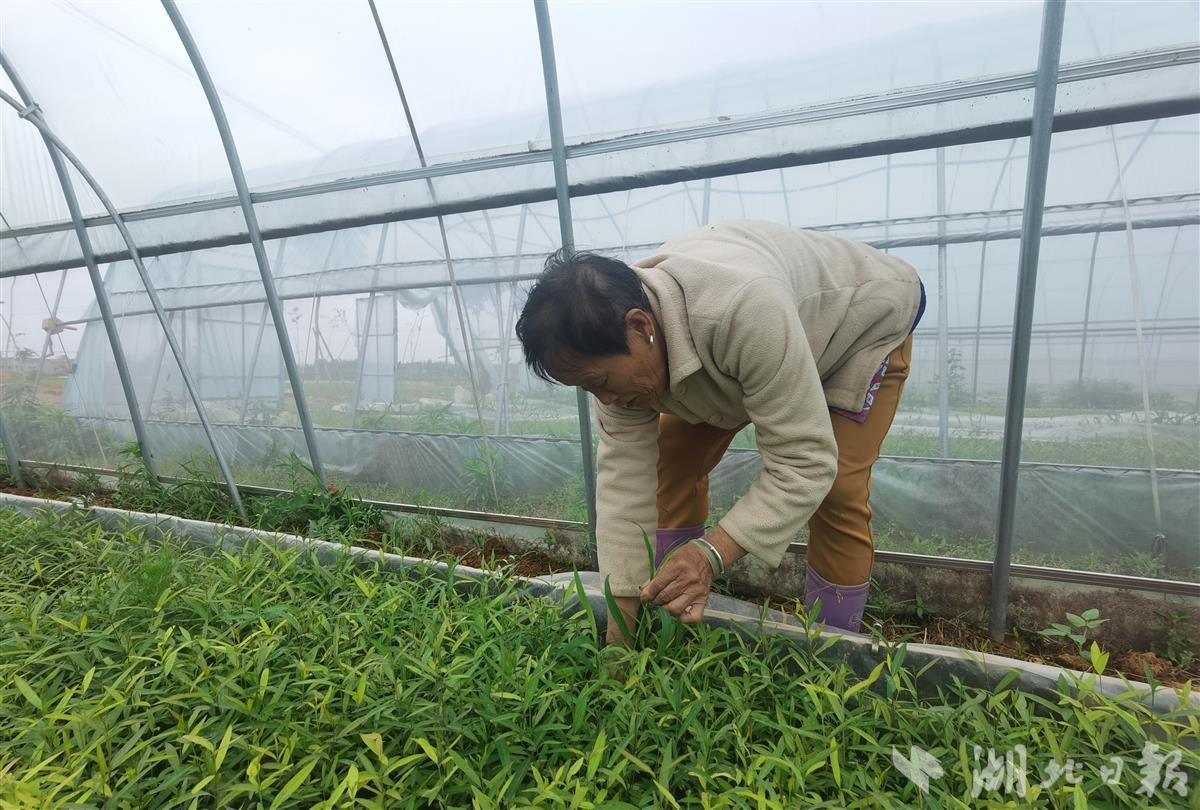 “首吃螃蟹”！新洲漂浮盘水培育苗助力中药材增产增收