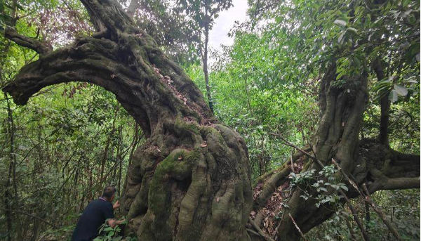 竹溪驚現2000多年的鐵匠木古樹