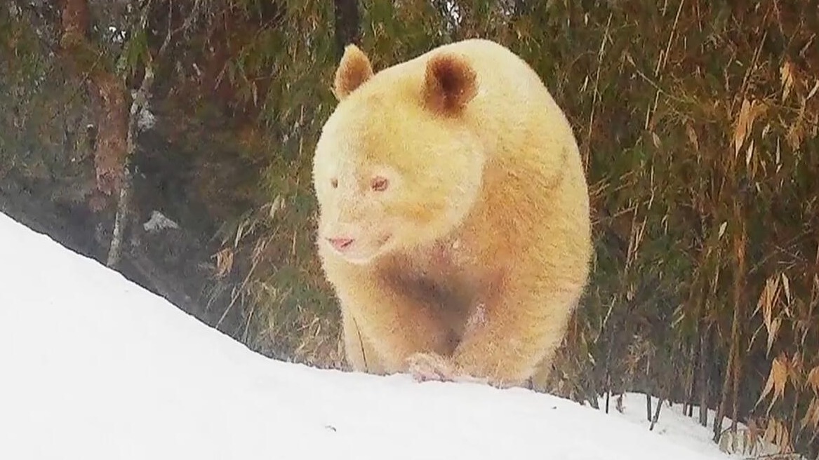 罕見白色野生大熊貓完整影像公開