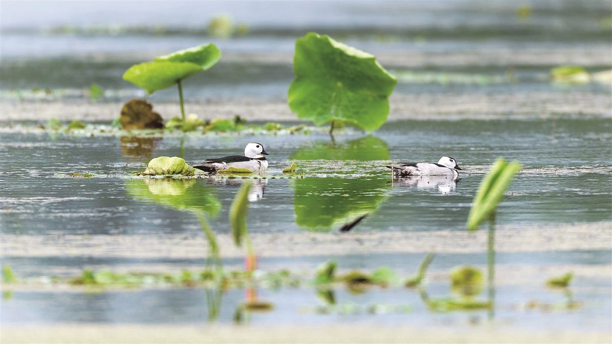 被譽為世界上最小的鴨子 棉鳧首次落戶黃石陽新網湖
