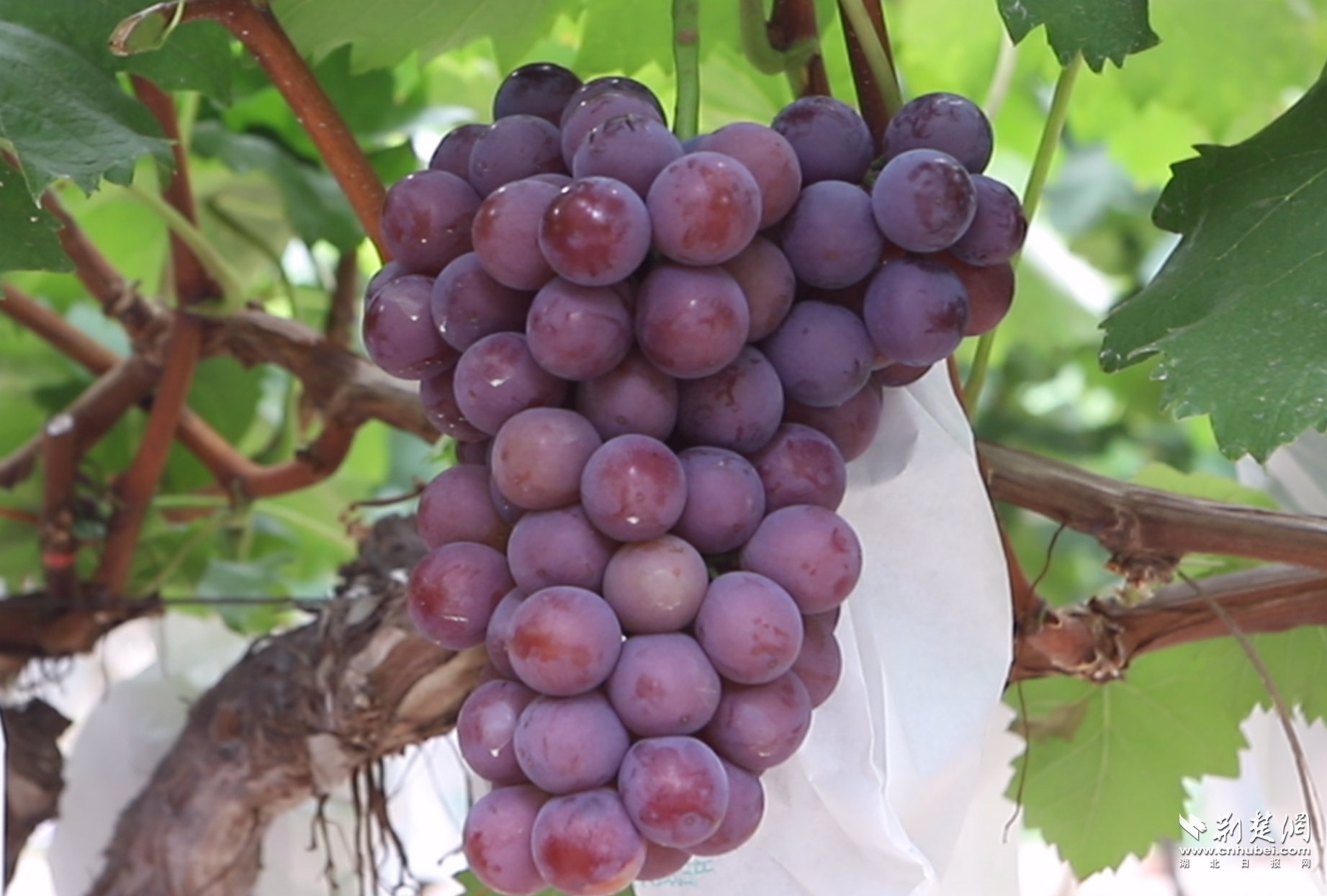 285016d4750cd4b83be7a285e71c1e51_1843X1245_20230826210012