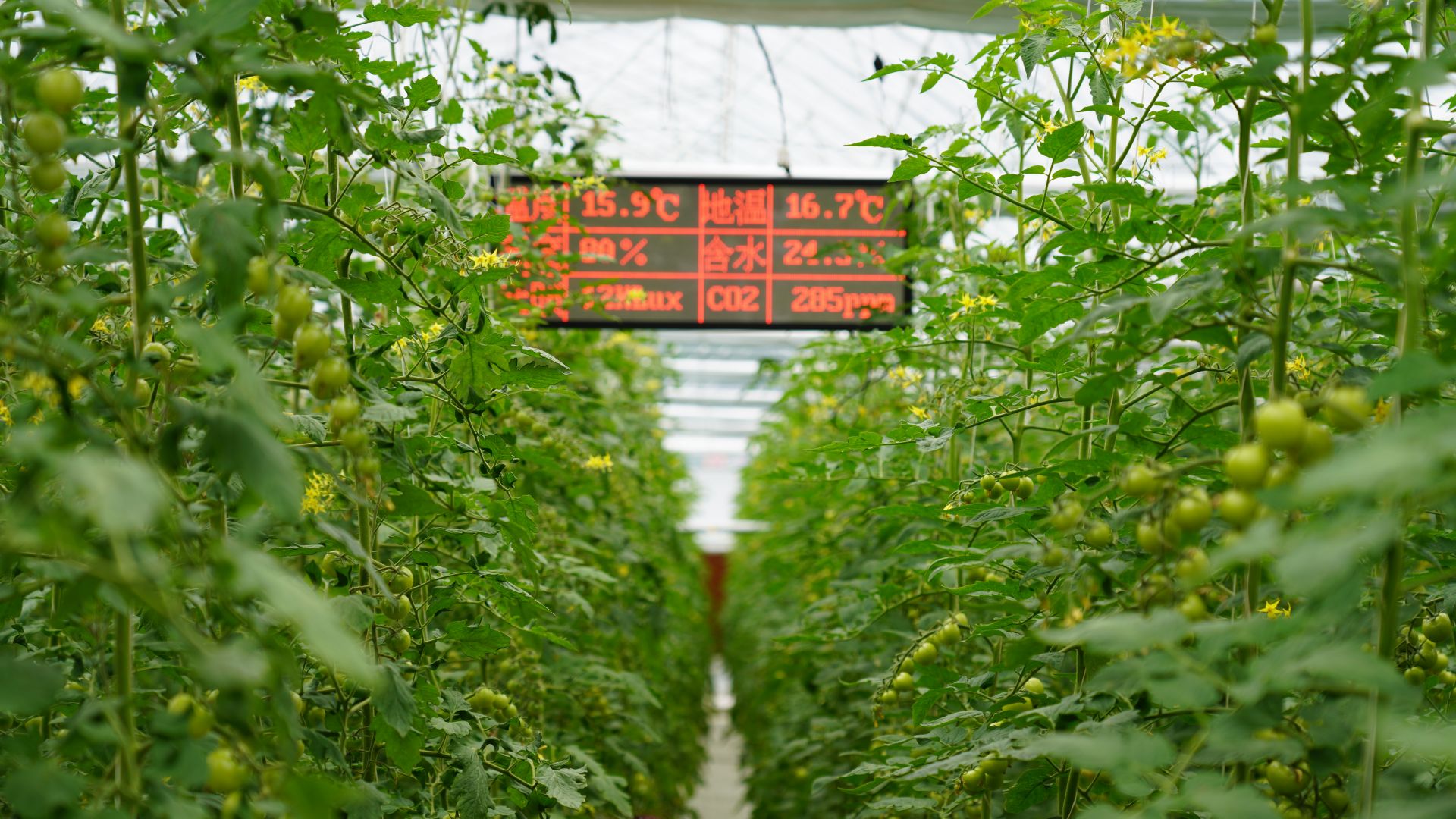 粒粒硕果挂枝头，智能温室大棚实时监测温湿度。唐姝亚 摄.JPG.JPG