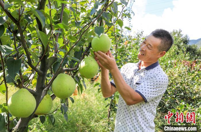 两岸雪梨种植户开云真人相约浙江云和 技术为媒促农业交流(图2)