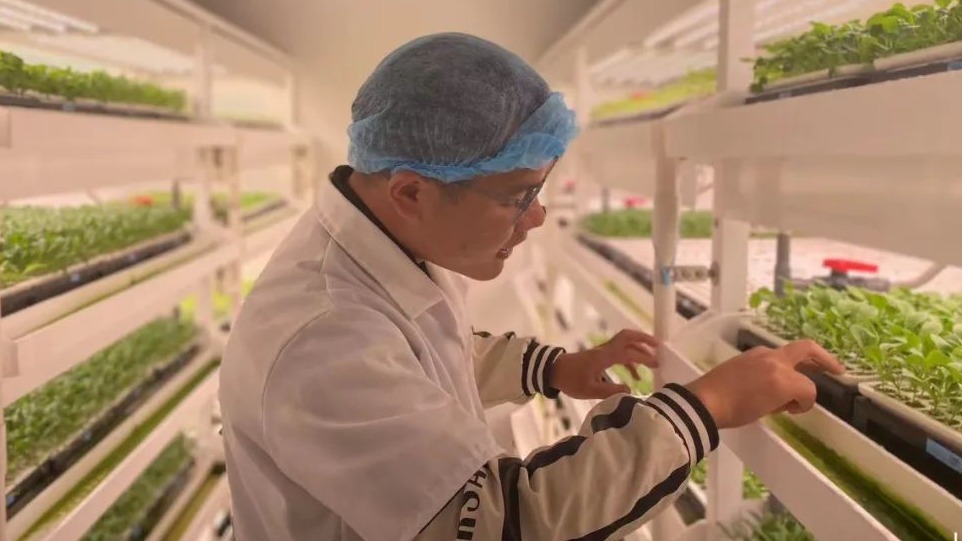 武漢有家植物工廠 讓70多種葉菜實現一年四季可上市