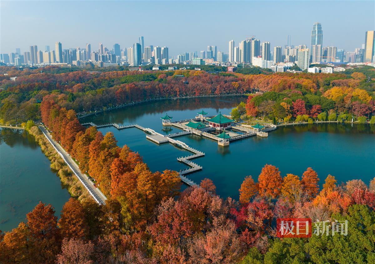 武漢東湖聽濤景區，層林盡染扮紅妝