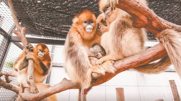 武汉动物园川金丝猴自然繁育成功