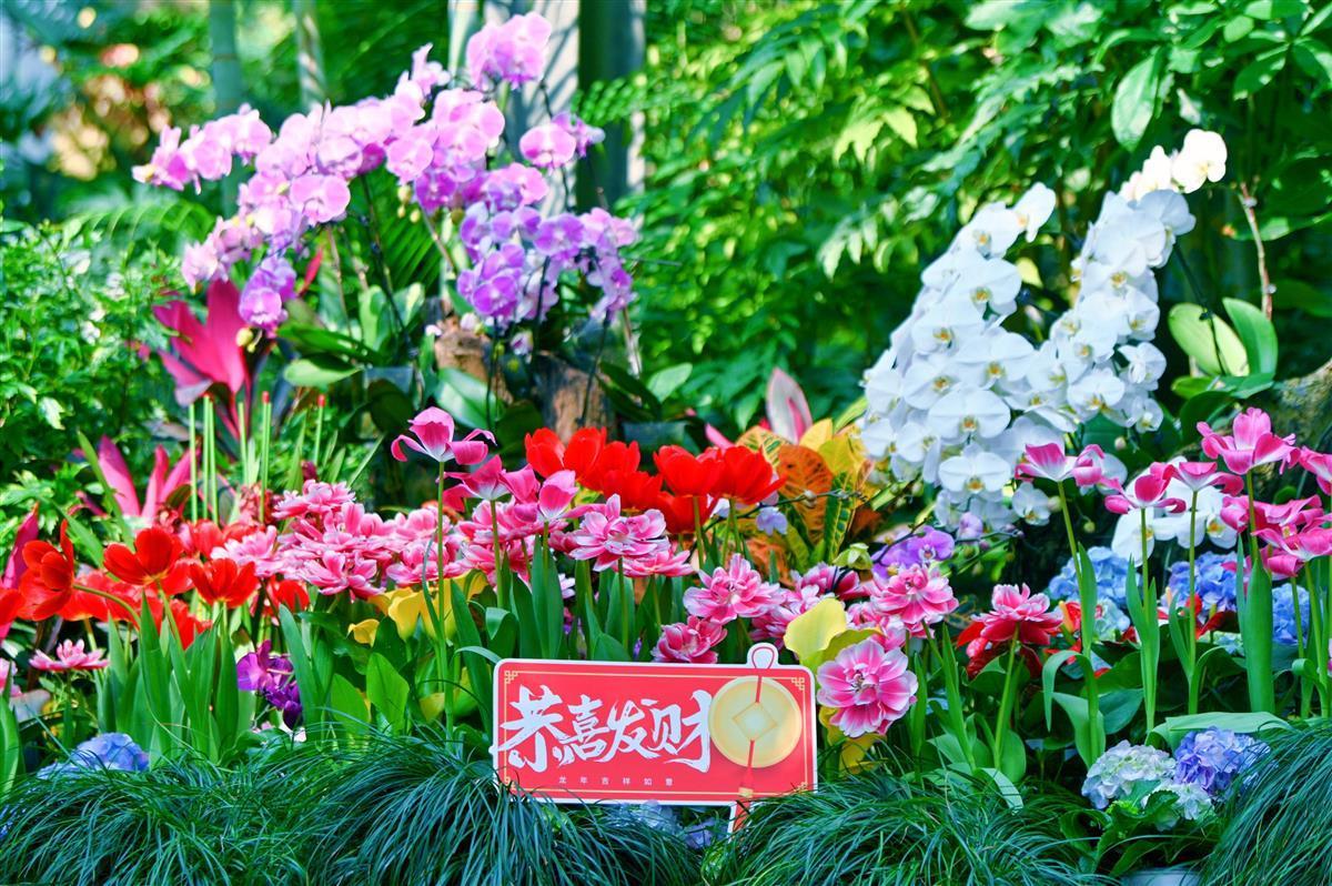 半岛综合app半价+送花！三八妇女节来武汉动物园赴春花之约(图1)