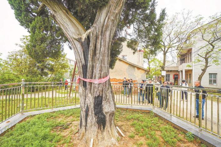 这棵刺柏从晚唐穿越千年 走近武汉市最长寿的古树