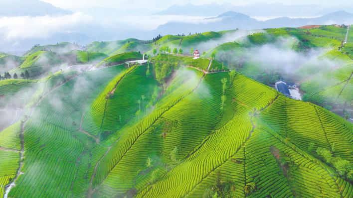 湖北发布省域茶产业公用品牌“楚天好”