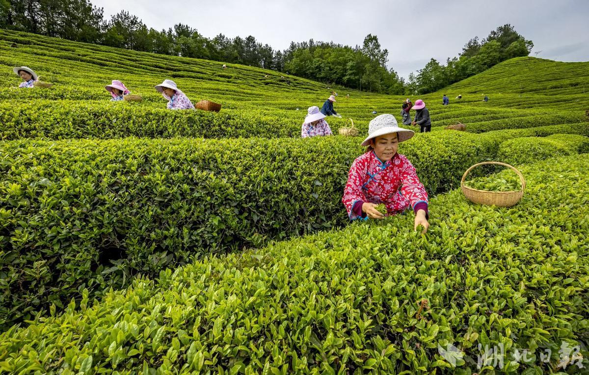 保康：“链”上发力“小茶叶”长成“大茶业”(图4)