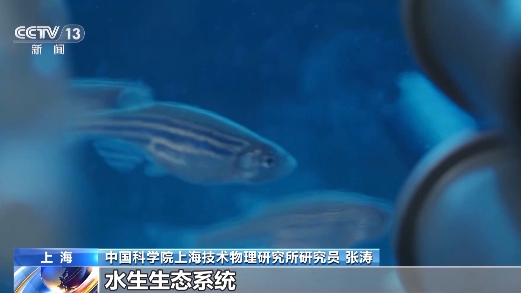 安博体育·(中国)官方网站太空“养鱼”是什么体验？小小斑马鱼担任实验重任(图1)