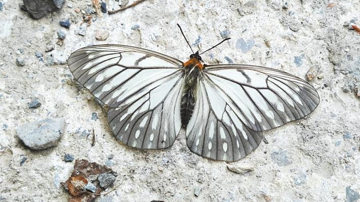 五道峡保护区发现成群红色名录蝴蝶