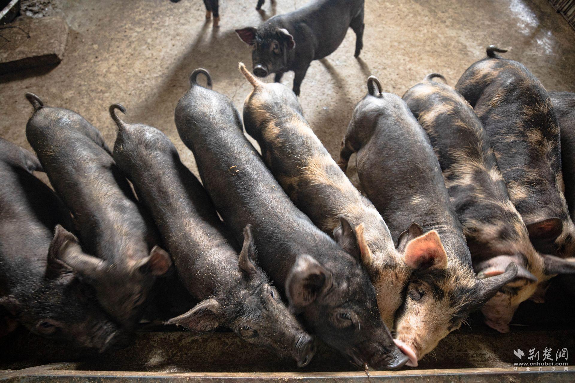 规范化的黑猪繁育基地 (2).jpg.jpg