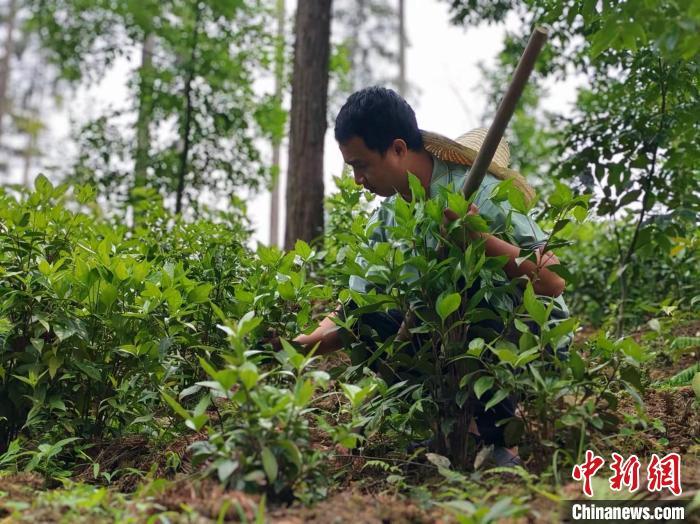 向森林要食物：“中国绿都”三明点“绿”成金