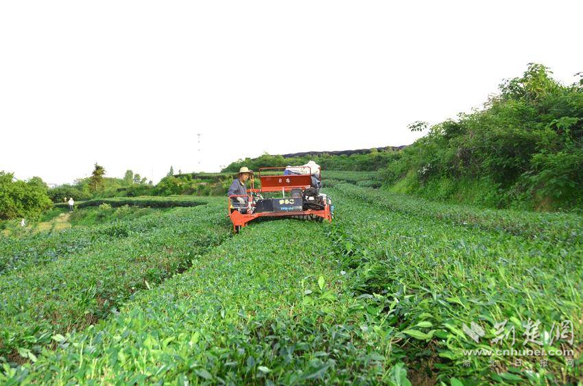 大悟：一抹茶叶带富一方百姓ayx爱游戏