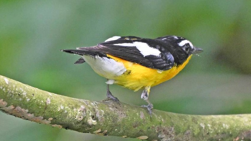  Summer Migratory Bird White browed Flycatcher Appears in Yichang