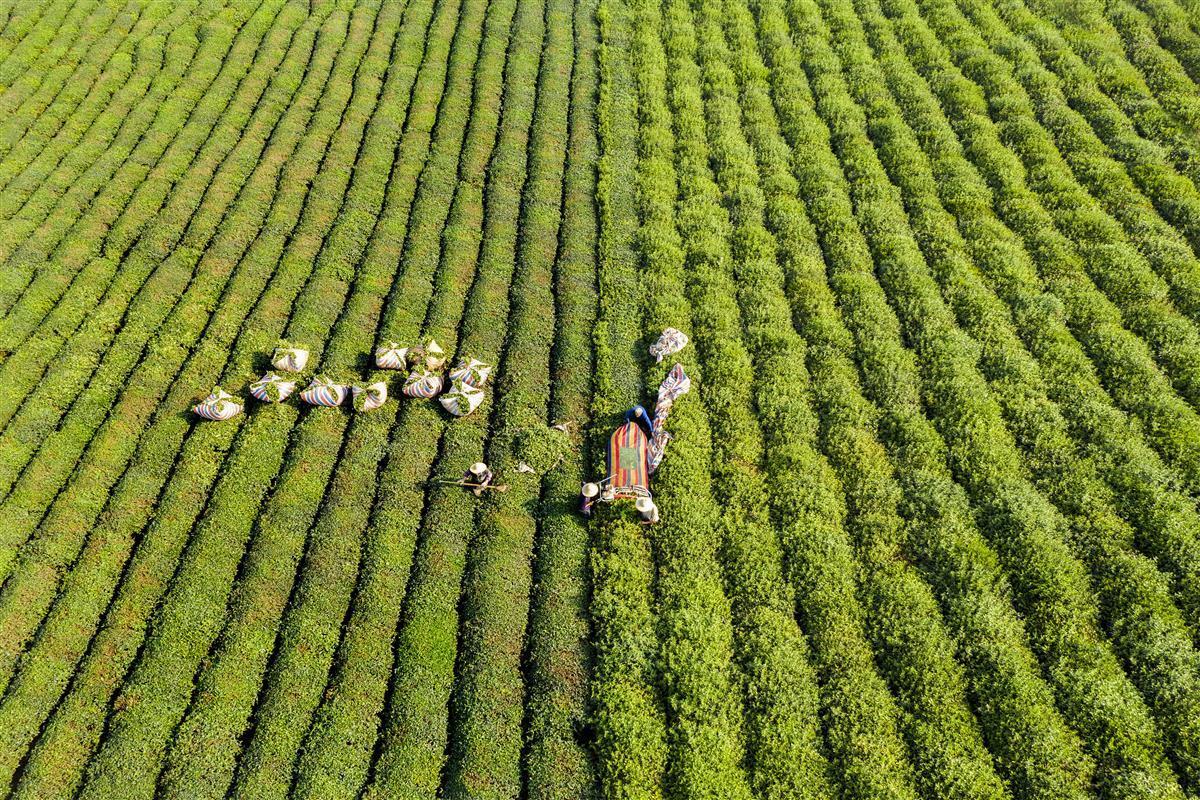 金年会“2024中国茶区域公用品牌价值TOP20”赤壁青砖茶进入榜单前20名
