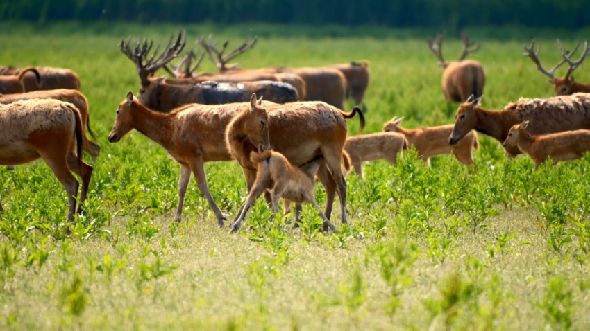 石首麋鹿国家级自然保护区迎来麋鹿产仔季