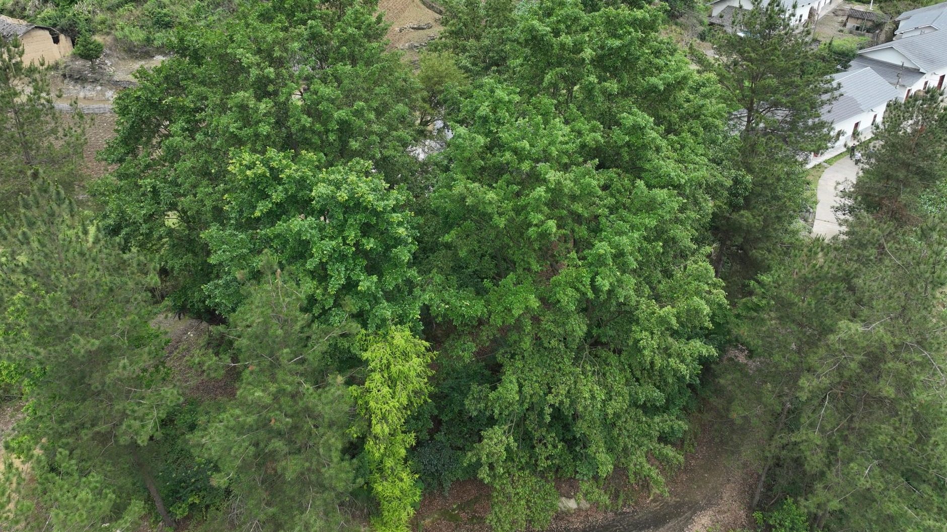 树龄超百年 湖北竹山发现罕见天然红豆古树群