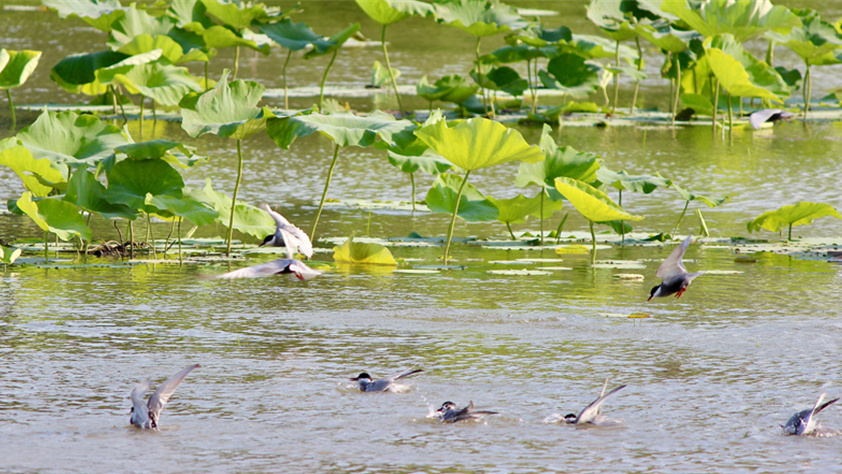 湖北：夏日湿地 候鸟翩跹