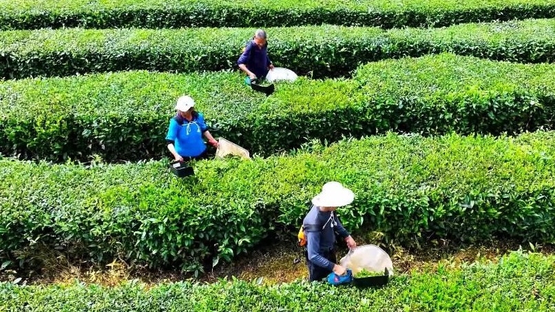 湖北巴东：茶叶园夏茶采摘忙