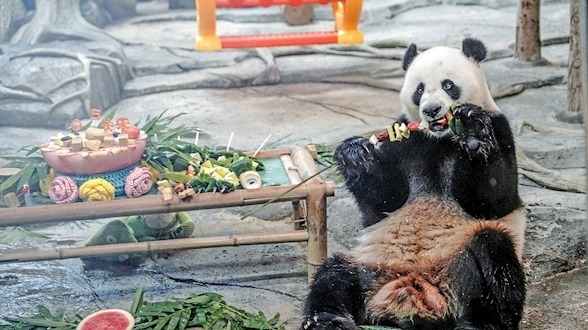 撸串庆生！大熊猫“武林”5岁啦