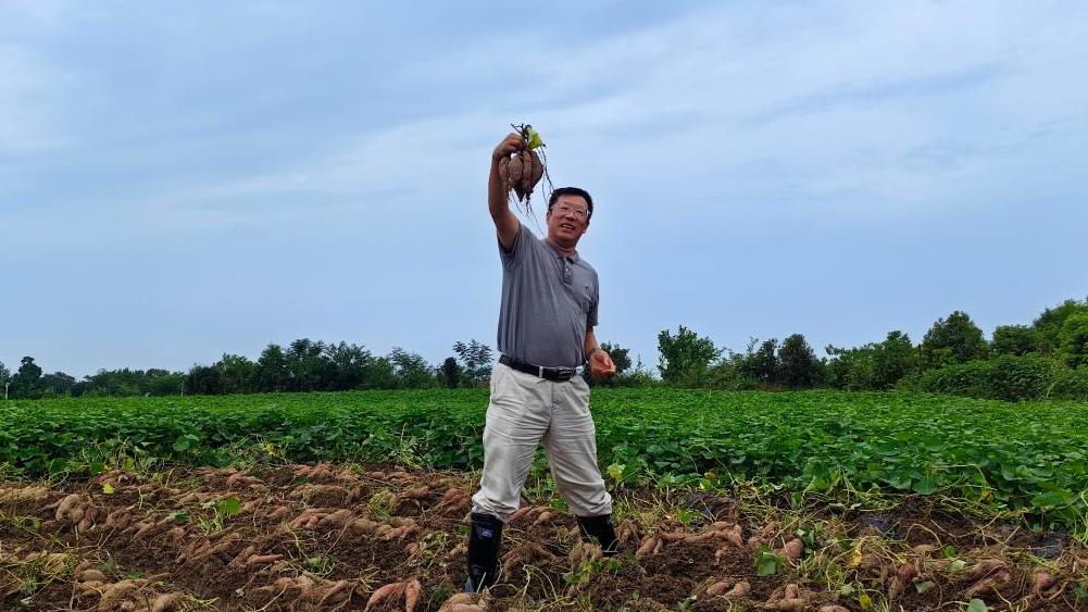 增产增收 强链补链——鄂东双季甘薯产业发展观察